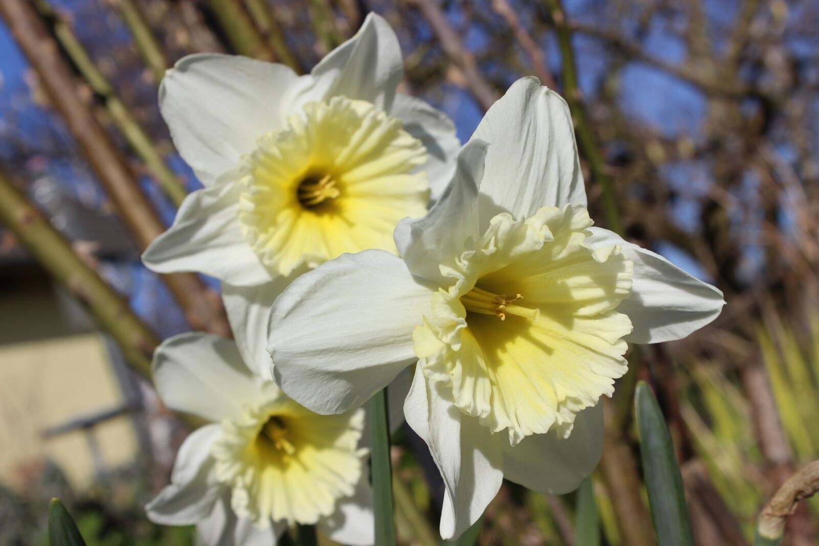Canon EOS 600D (Rebel EOS T3i / EOS Kiss X5) sample photo. Spring, osterglocken, daffodils photography