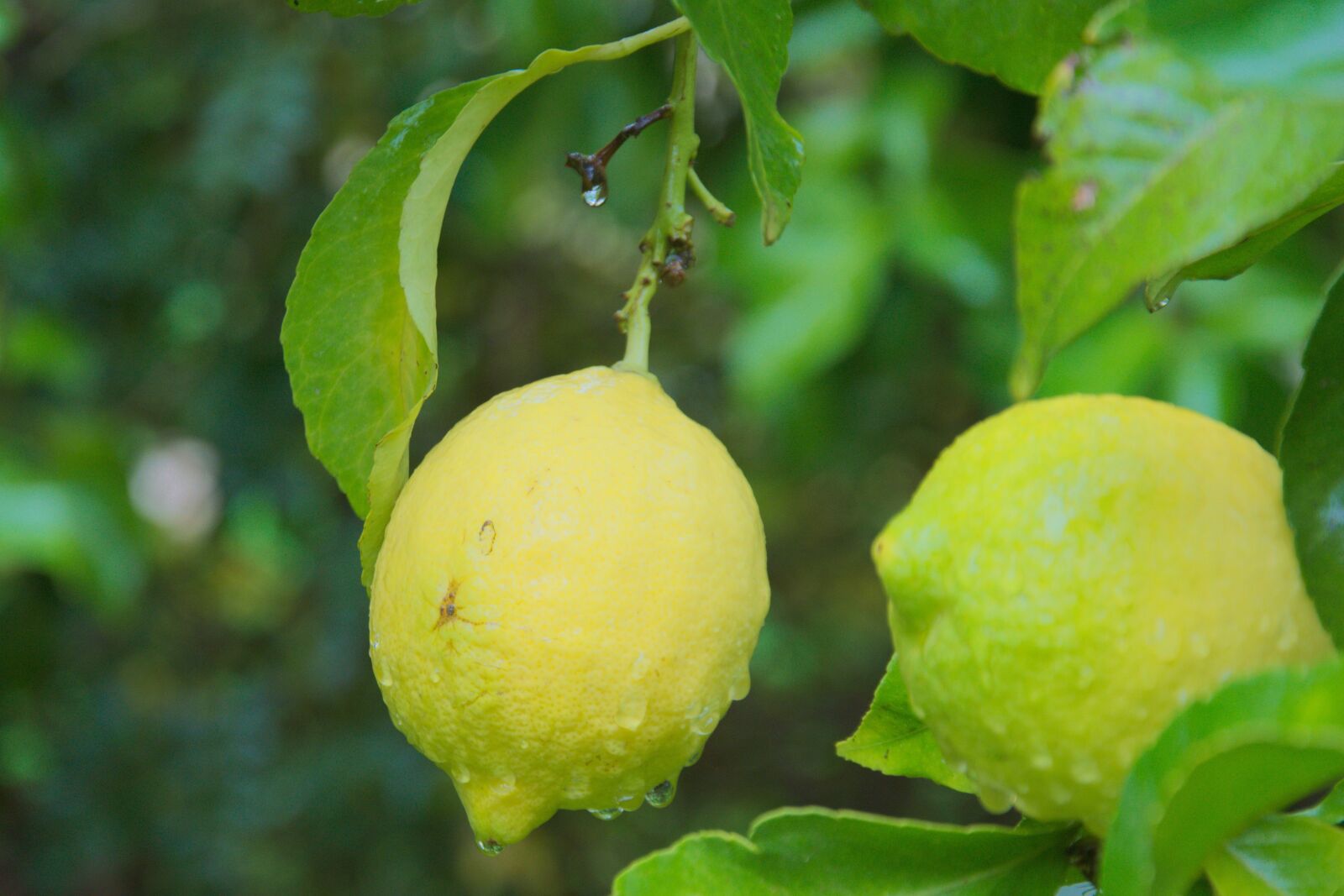 Nikon D3300 sample photo. Rain, lemon, plant photography
