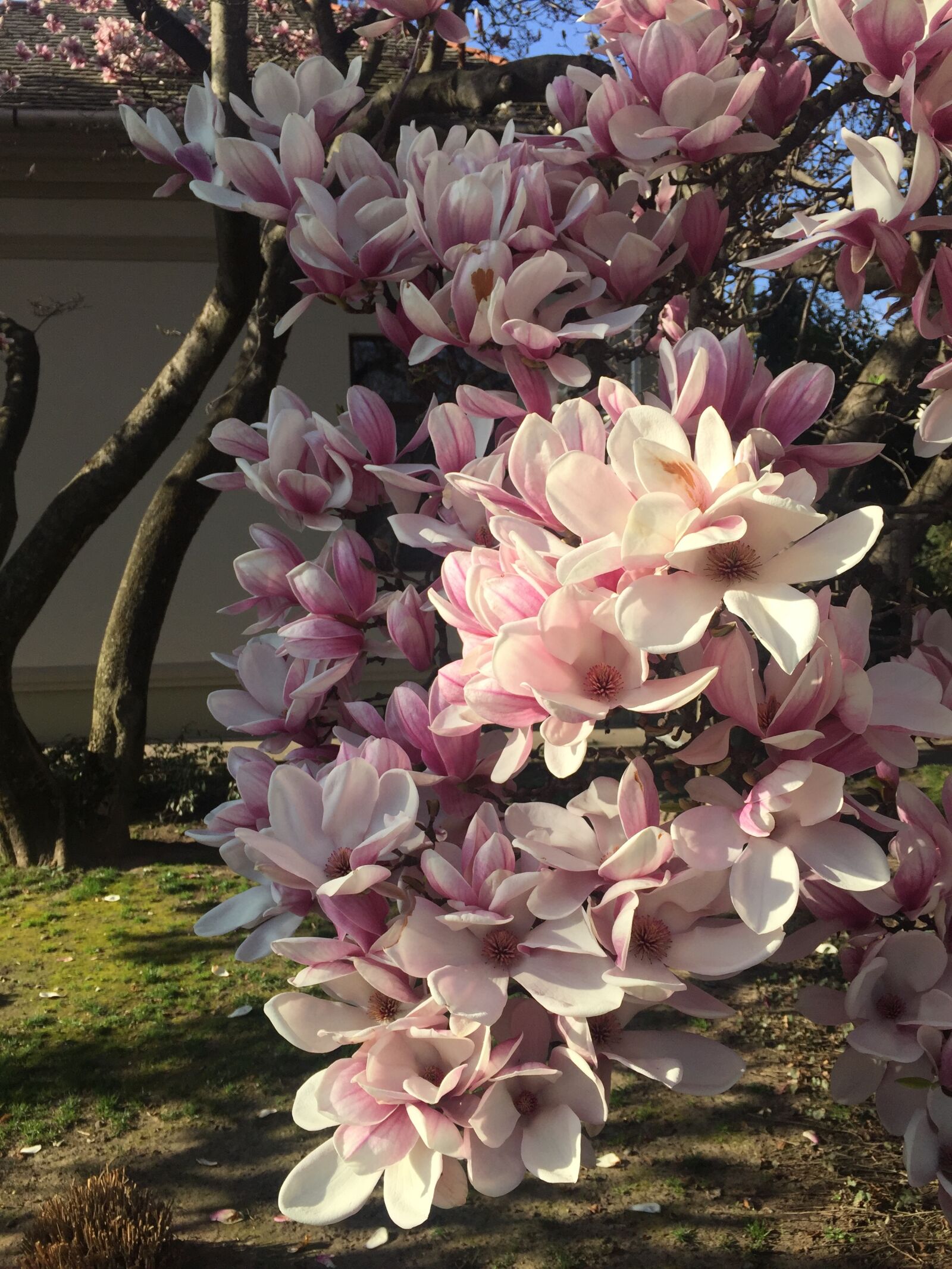 iPhone 6 back camera 4.15mm f/2.2 sample photo. Flower, magnolia, magnolia, flower photography