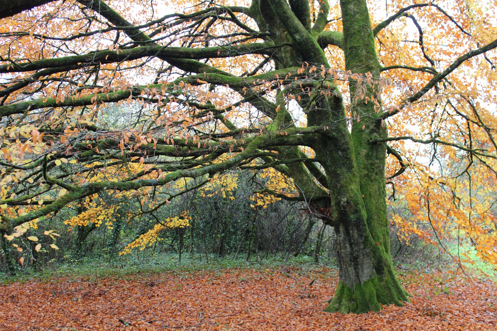 Canon EOS 600D (Rebel EOS T3i / EOS Kiss X5) sample photo. Tree, autumn, forest photography