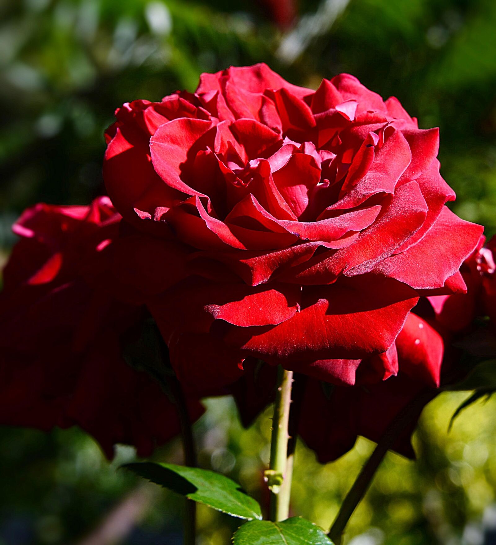 Nikon D610 sample photo. Rose, close up, red photography