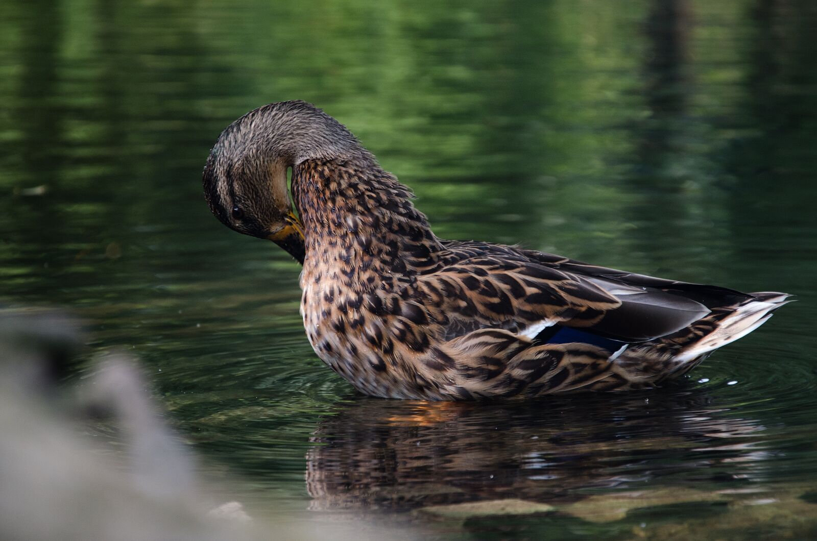 Nikon D5100 sample photo. Duck, water, pond photography