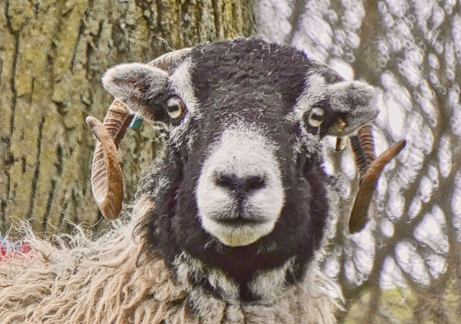 Panasonic Lumix DC-ZS70 (Lumix DC-TZ90) sample photo. Sheep, cute, horns photography