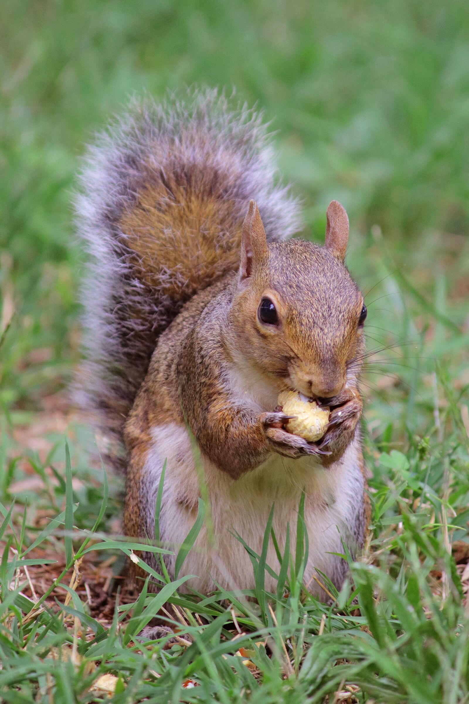 Canon EF-S 55-250mm F4-5.6 IS sample photo. Squirrel, nature, animal photography