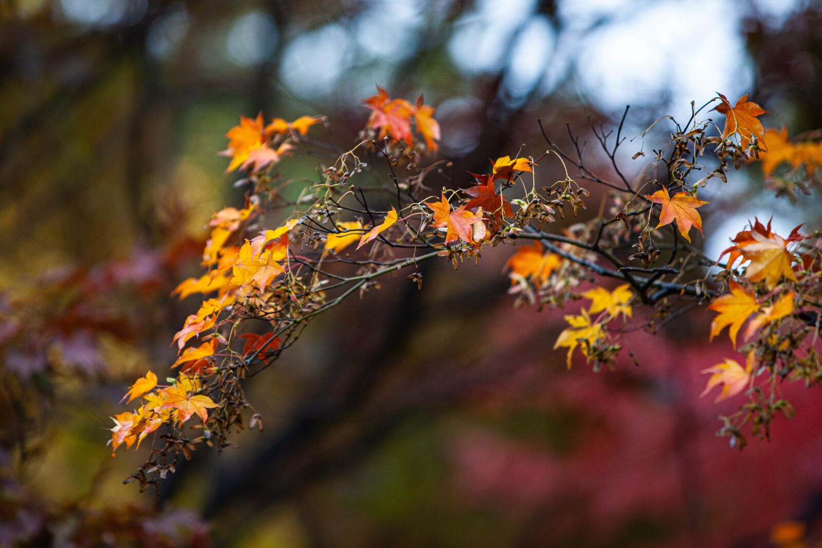 Minolta/Sony AF 70-200mm F2.8 G sample photo. Autumn, leaves, maple photography
