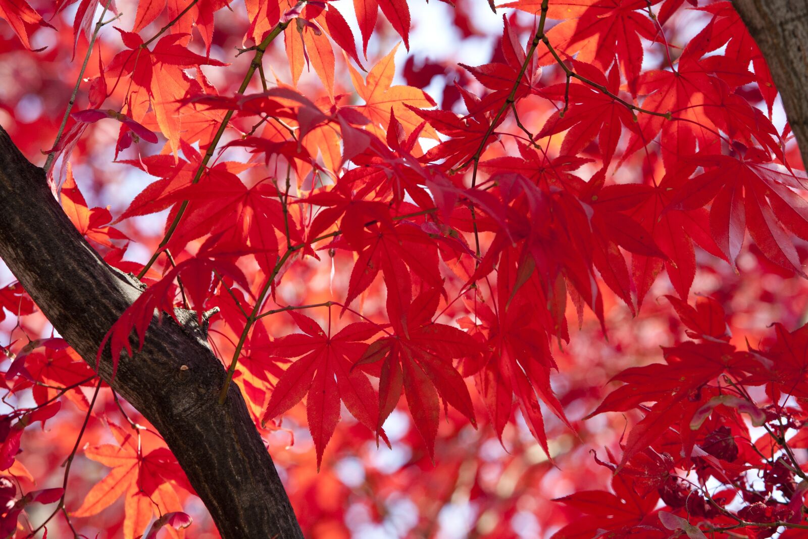 Canon EOS 5D sample photo. Autumn, autumn leaves, maple photography