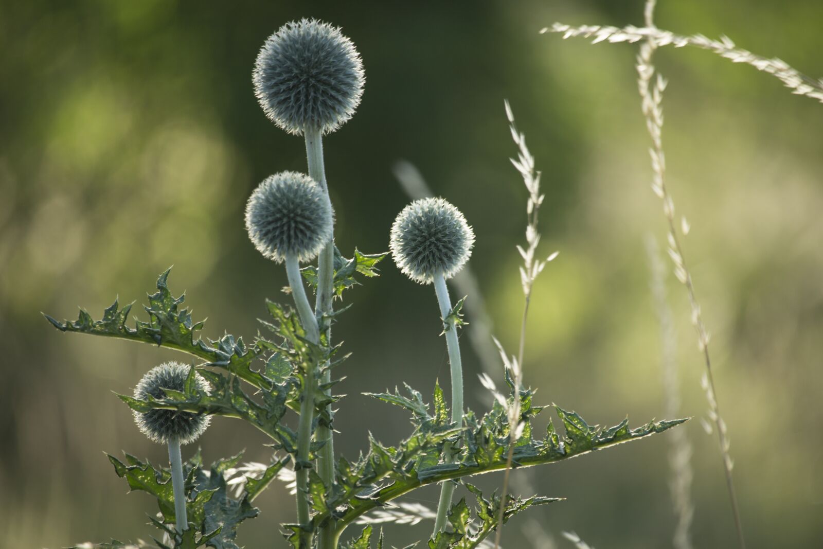 Canon EF-S 55-250mm F4-5.6 IS STM sample photo. Thistles, nature, thistle photography