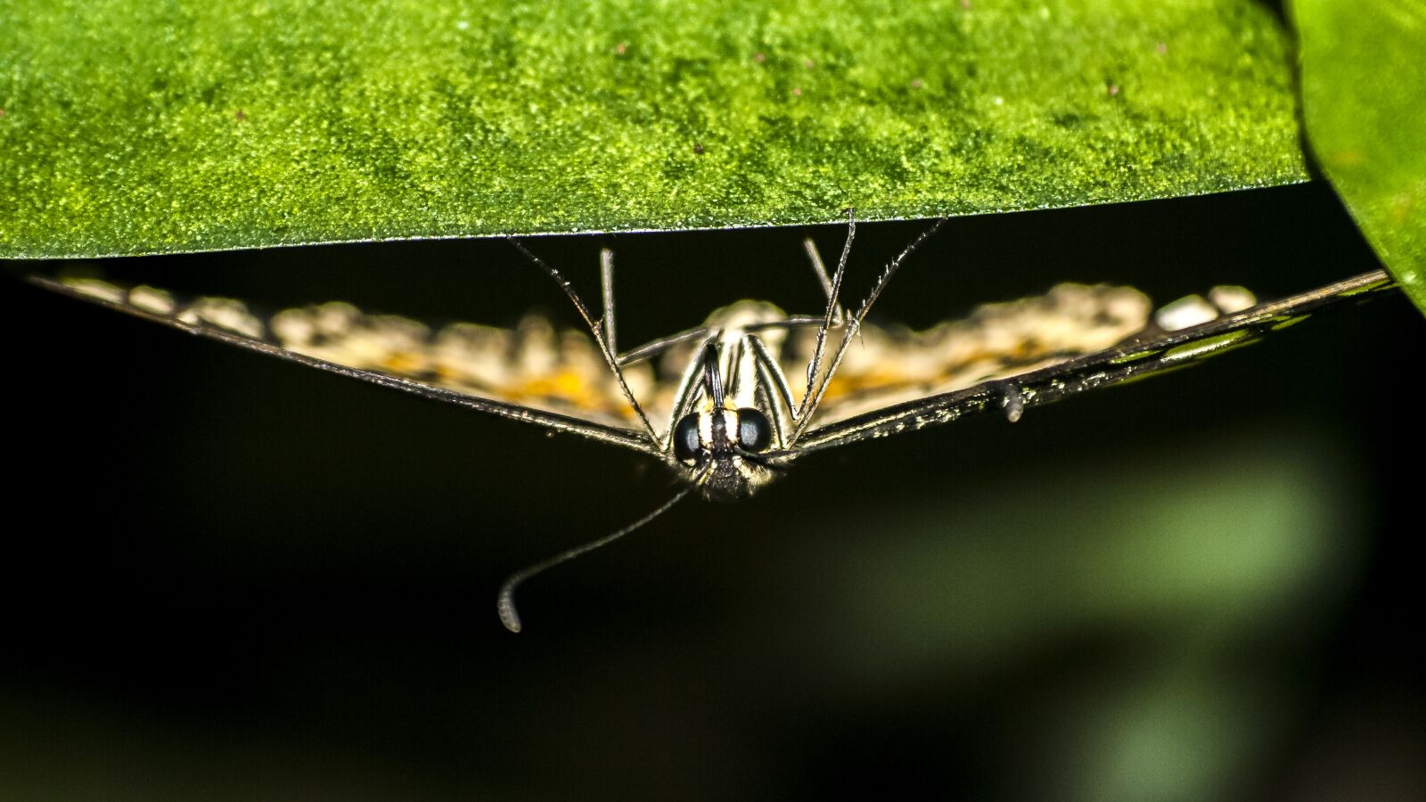 Olympus E-3 sample photo. Butterfly, insect, nature photography