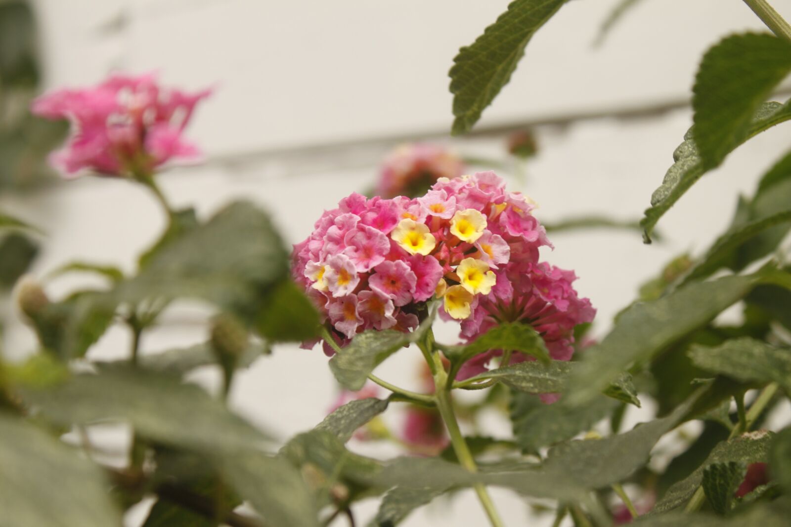 Canon EOS 500D (EOS Rebel T1i / EOS Kiss X3) sample photo. Pink flower, lantana, nature photography