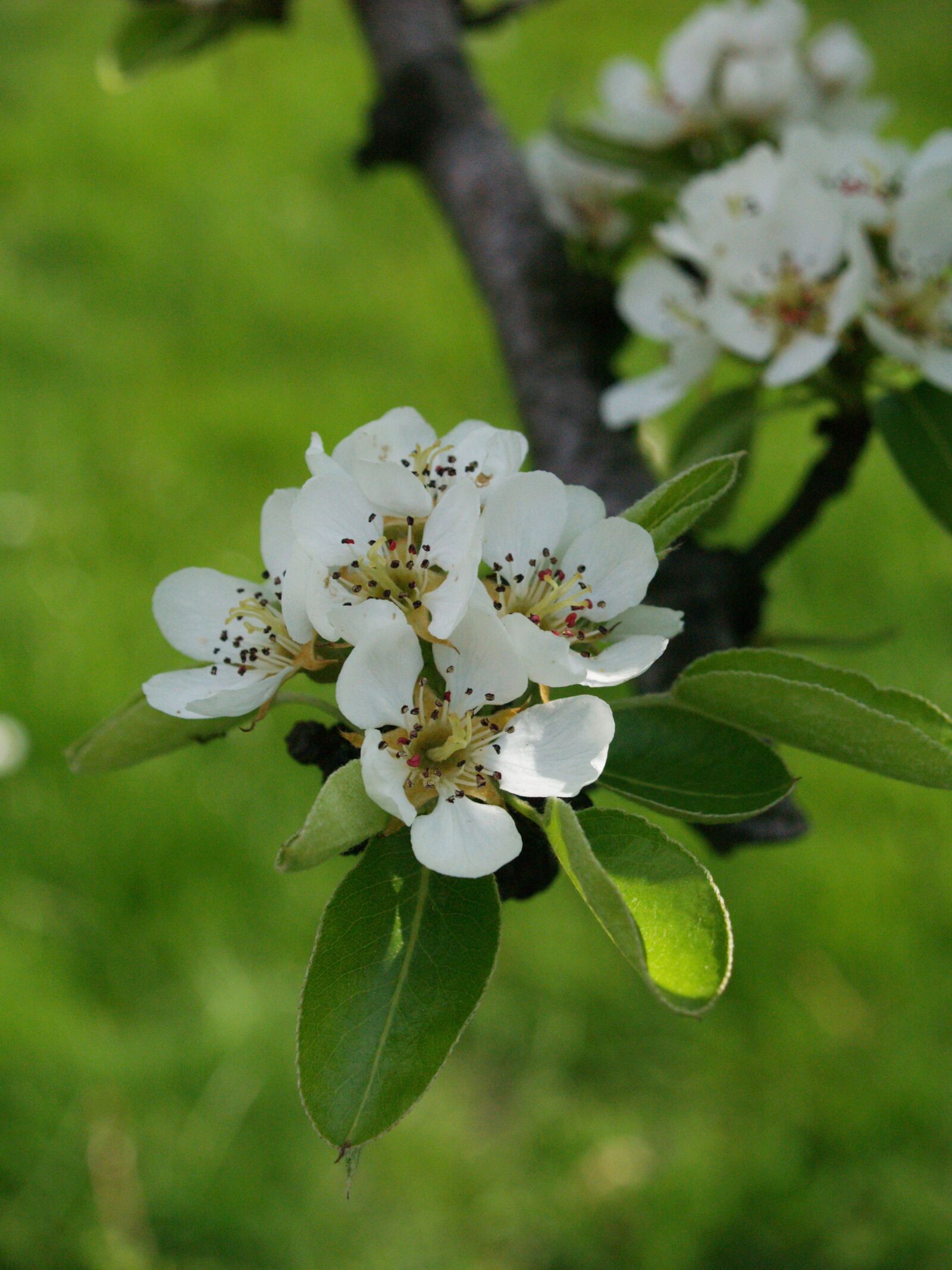 Olympus E-500 (EVOLT E-500) sample photo. Pear tree, tree, spring photography