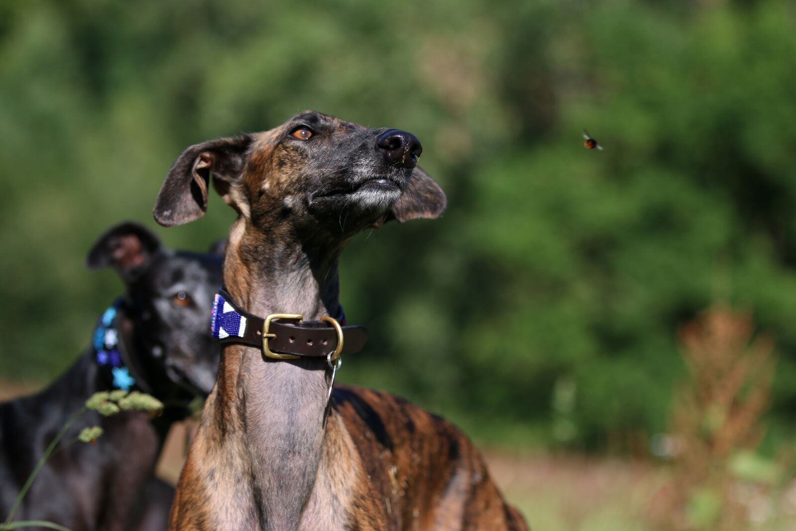 Canon EOS 70D + Canon EF 70-200mm F2.8L IS II USM sample photo. Galgo, greyhound, hummel photography