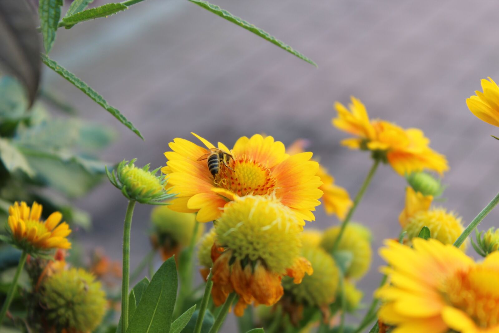 Canon EOS 600D (Rebel EOS T3i / EOS Kiss X5) sample photo. Bee, flower, color photography