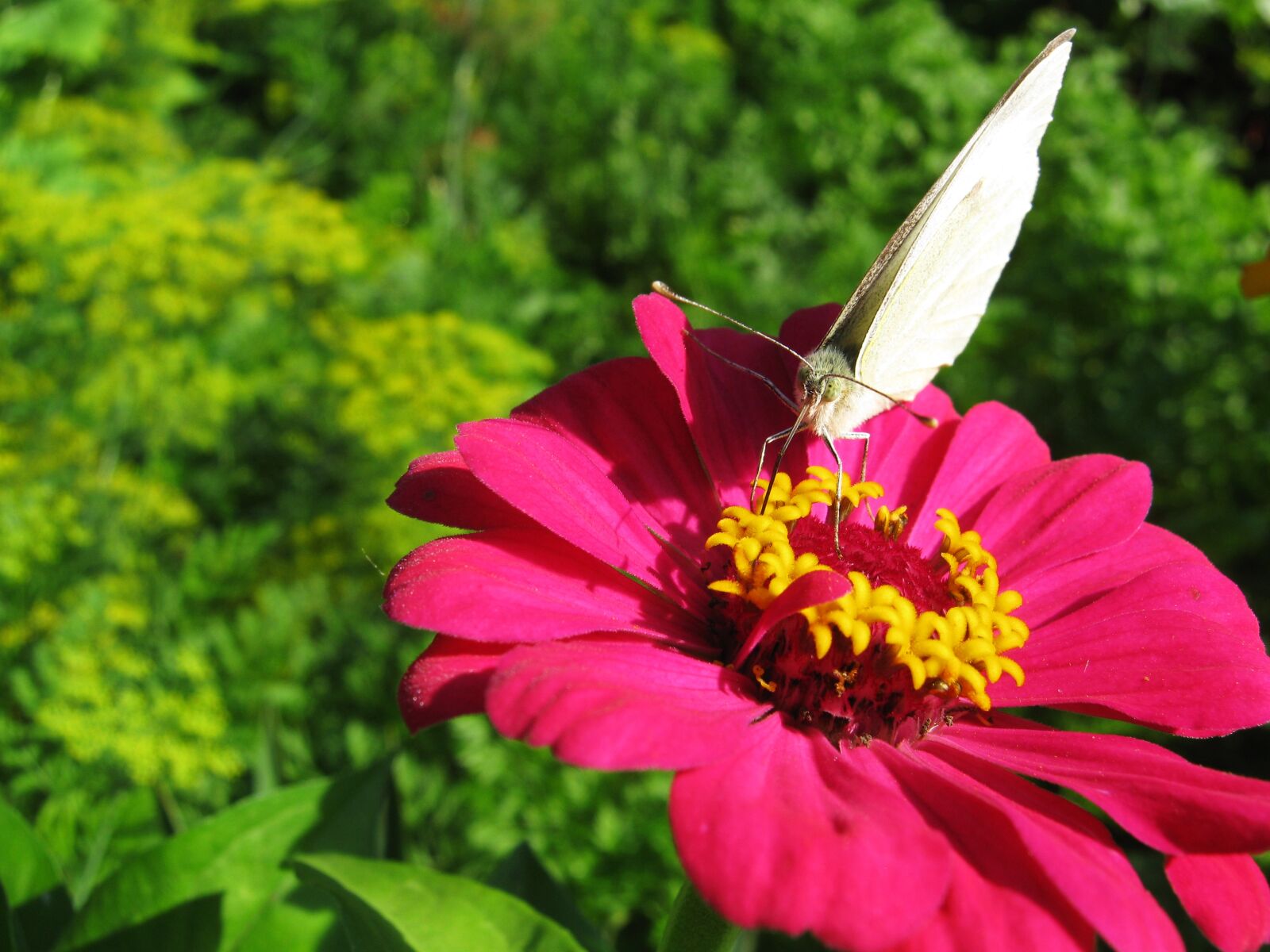Canon PowerShot A480 sample photo. Butterfly, butterfly on a photography