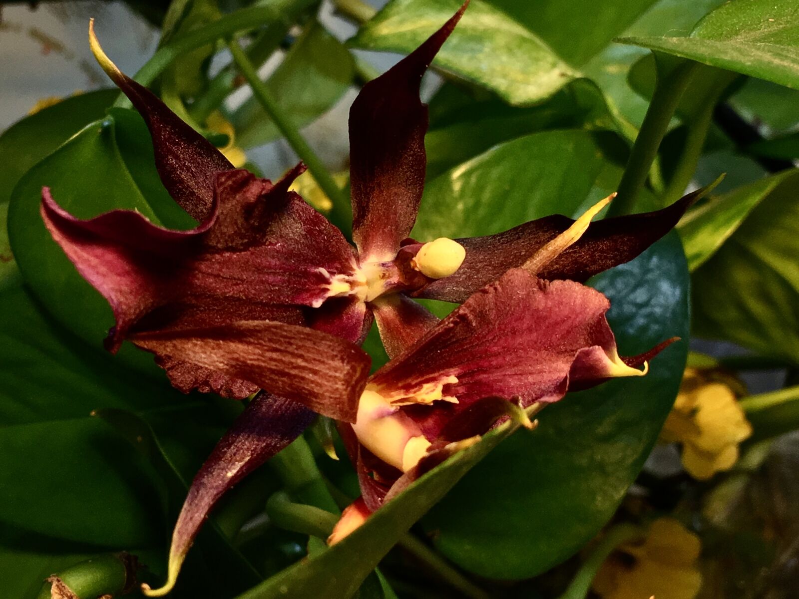 iPhone 6s Plus back camera 4.15mm f/2.2 sample photo. Orchid, purple petals, petals photography