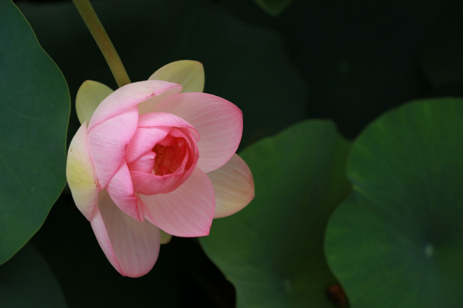 Canon EOS 6D + Canon EF 24-105mm F4L IS USM sample photo. Kite, lotus, water lilies photography