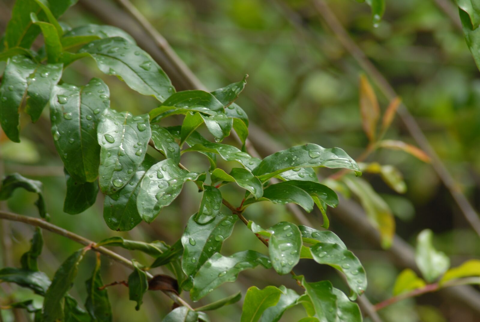Nikon D200 sample photo. Rain, drops, wet photography