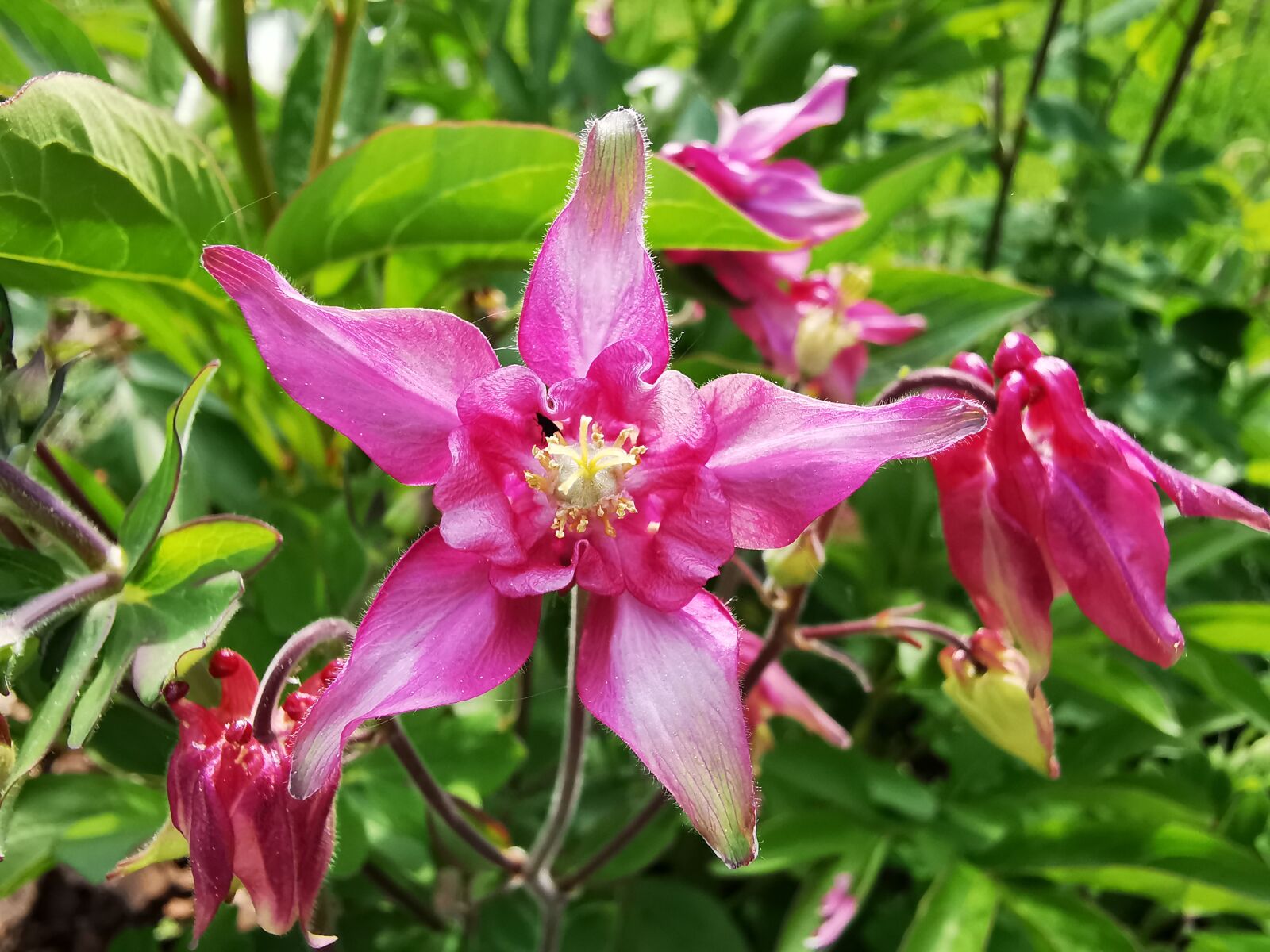 HUAWEI P30 Pro sample photo. Columbine, pink, garden photography