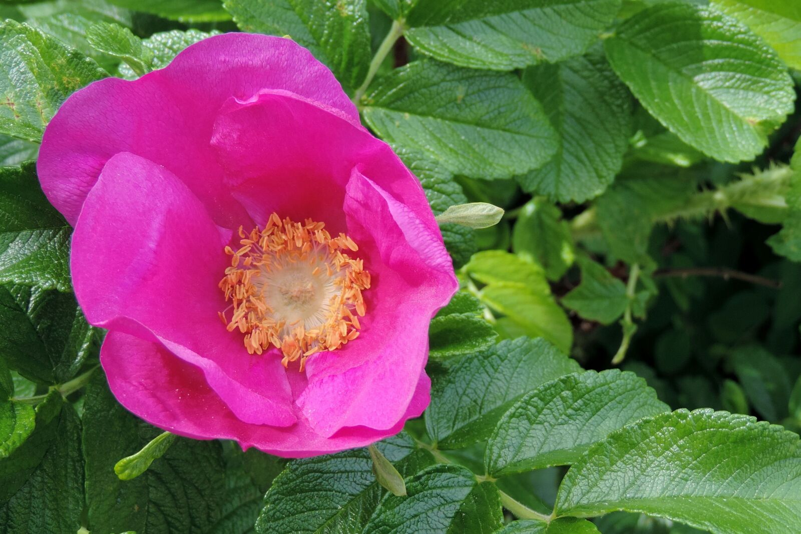 Nikon Coolpix P520 sample photo. Potato rose, japan rose photography