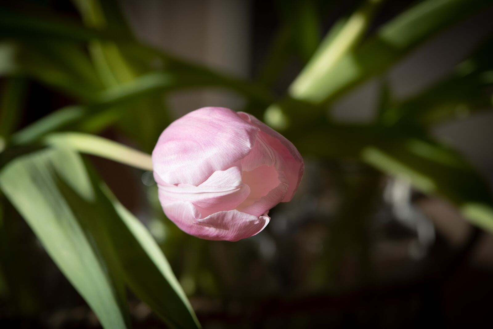Nikon D750 sample photo. Tulip, blossom, bloom photography