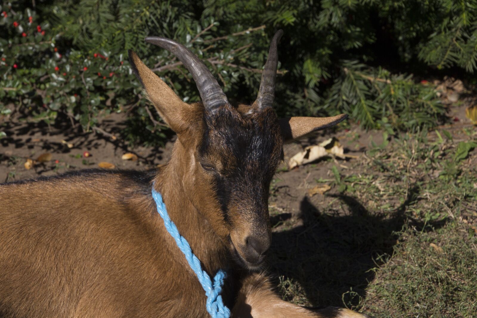 Canon EOS 60D sample photo. Hungary, animal, goat photography