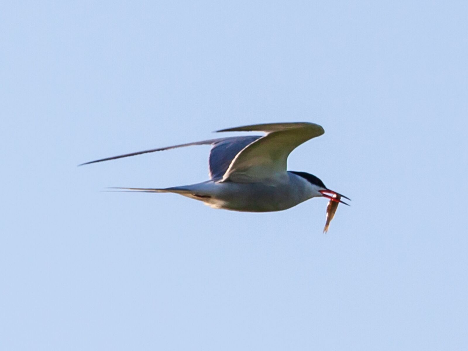 Canon EOS 5D Mark II sample photo. Common tern, tern, sea photography