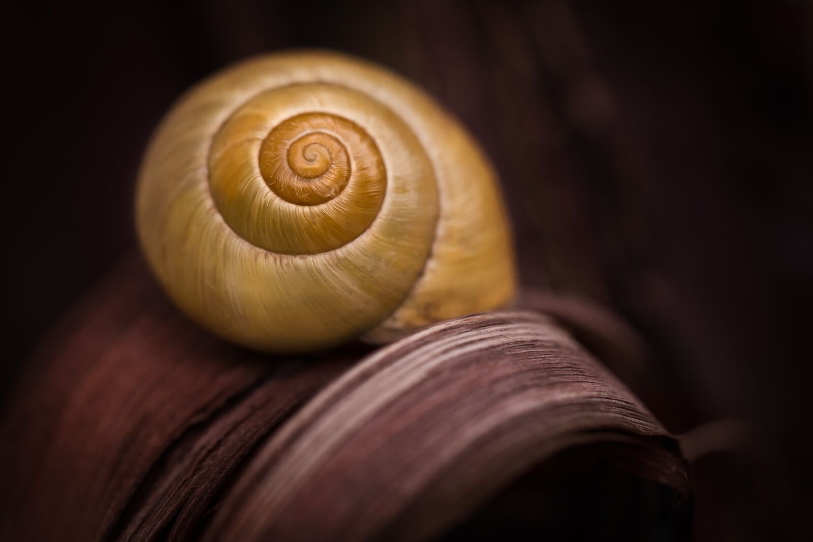 Canon EOS-1D Mark IV + Canon EF 100mm F2.8L Macro IS USM sample photo. Snail, shell, yellow photography