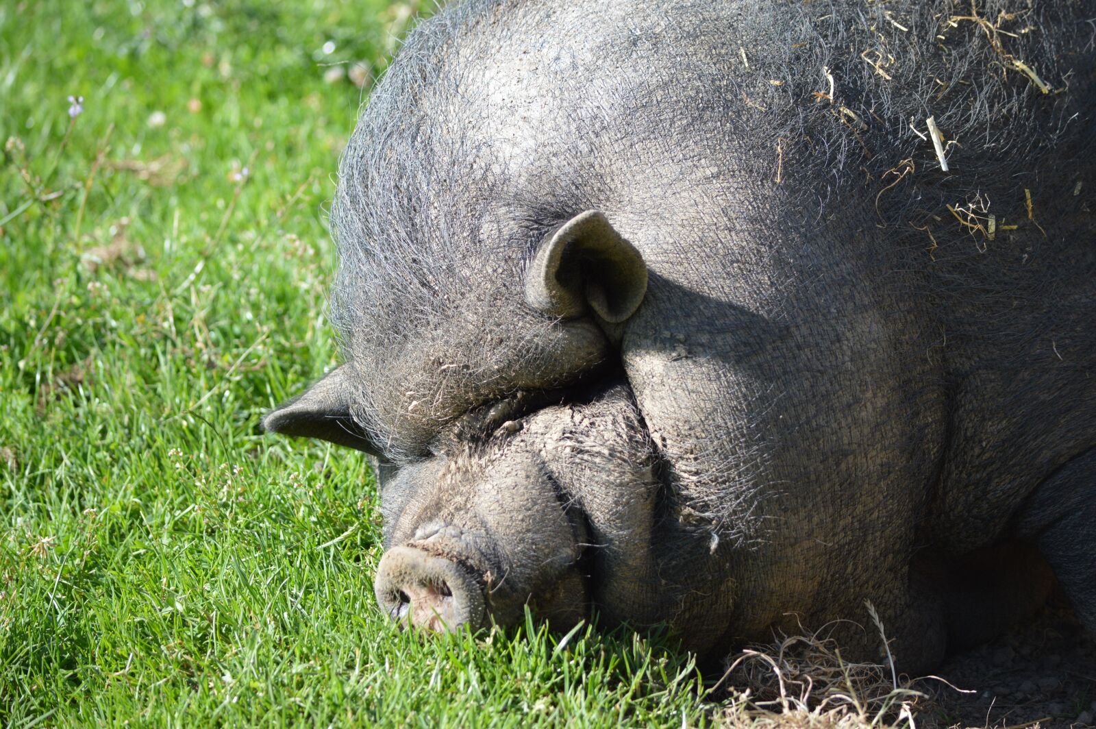Nikon D3200 sample photo. Pig, sow, portrait photography