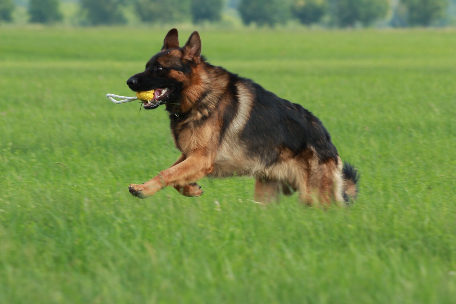 Canon EOS 700D (EOS Rebel T5i / EOS Kiss X7i) + Canon EF 70-300 F4-5.6 IS II USM sample photo. German shepherd, play, young photography