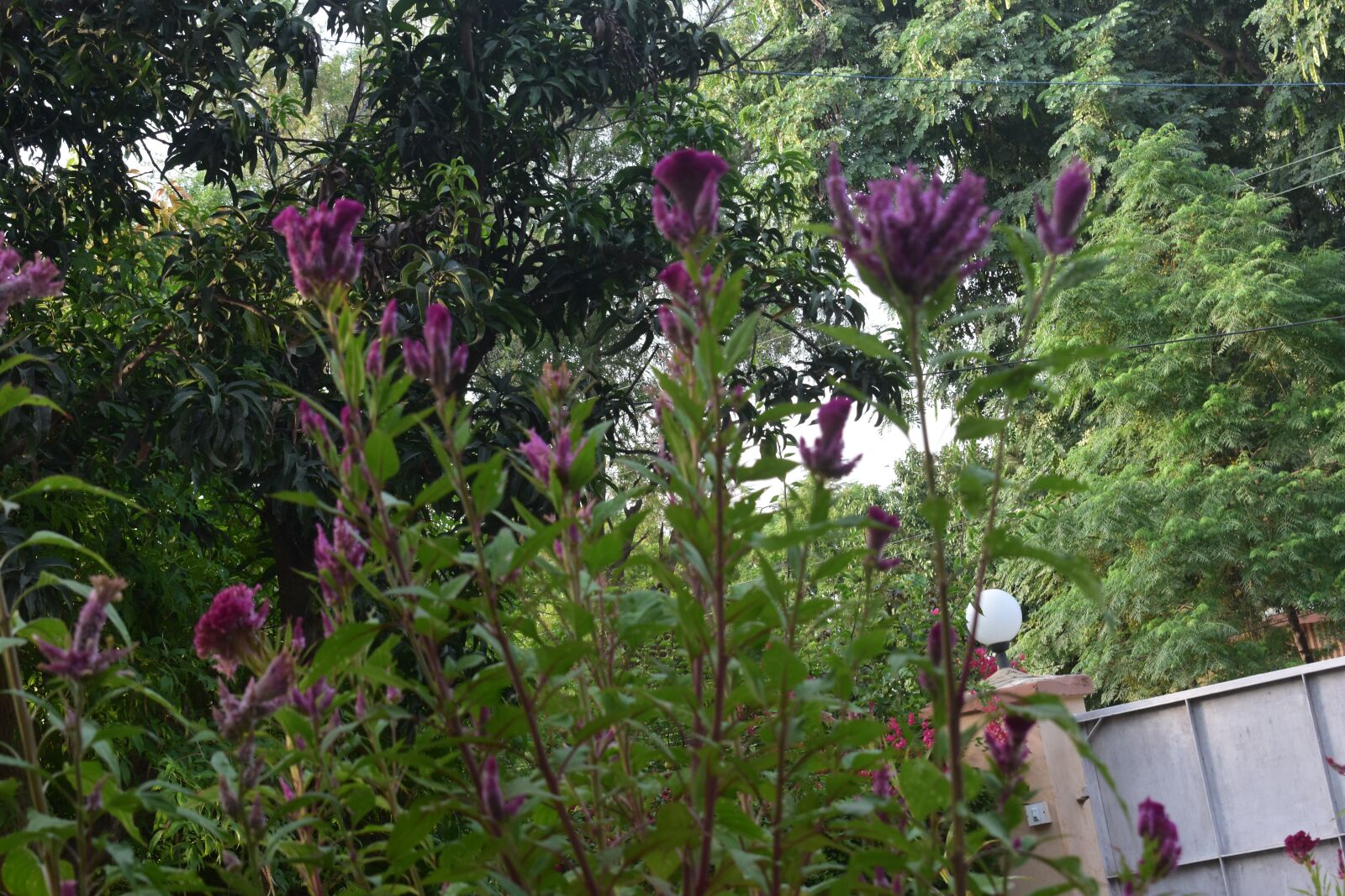 Nikon D3400 sample photo. Nature, beauty, flower photography