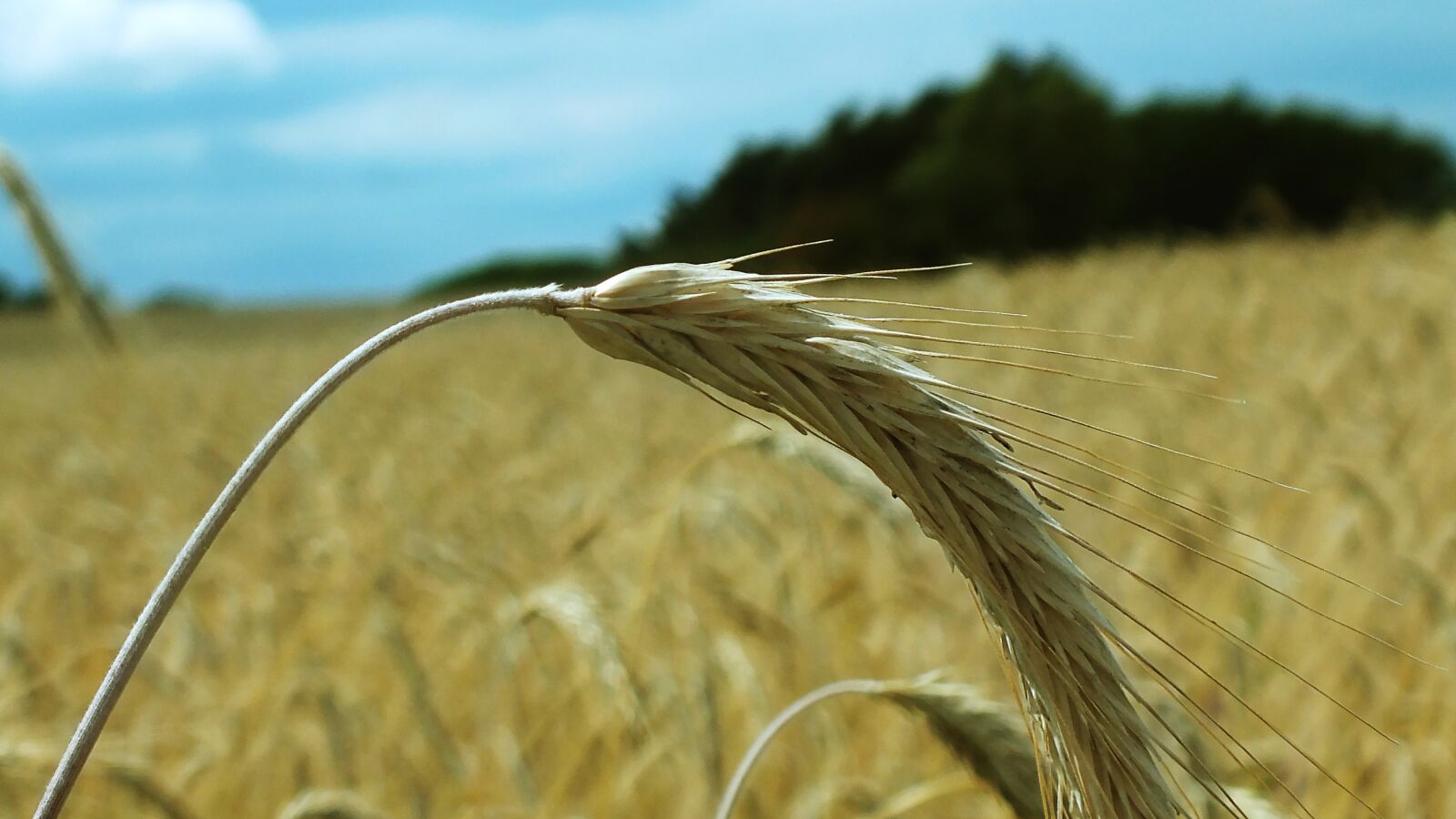 Fujifilm FinePix HS35EXR sample photo. Wheat, cornfield, wheat spike photography