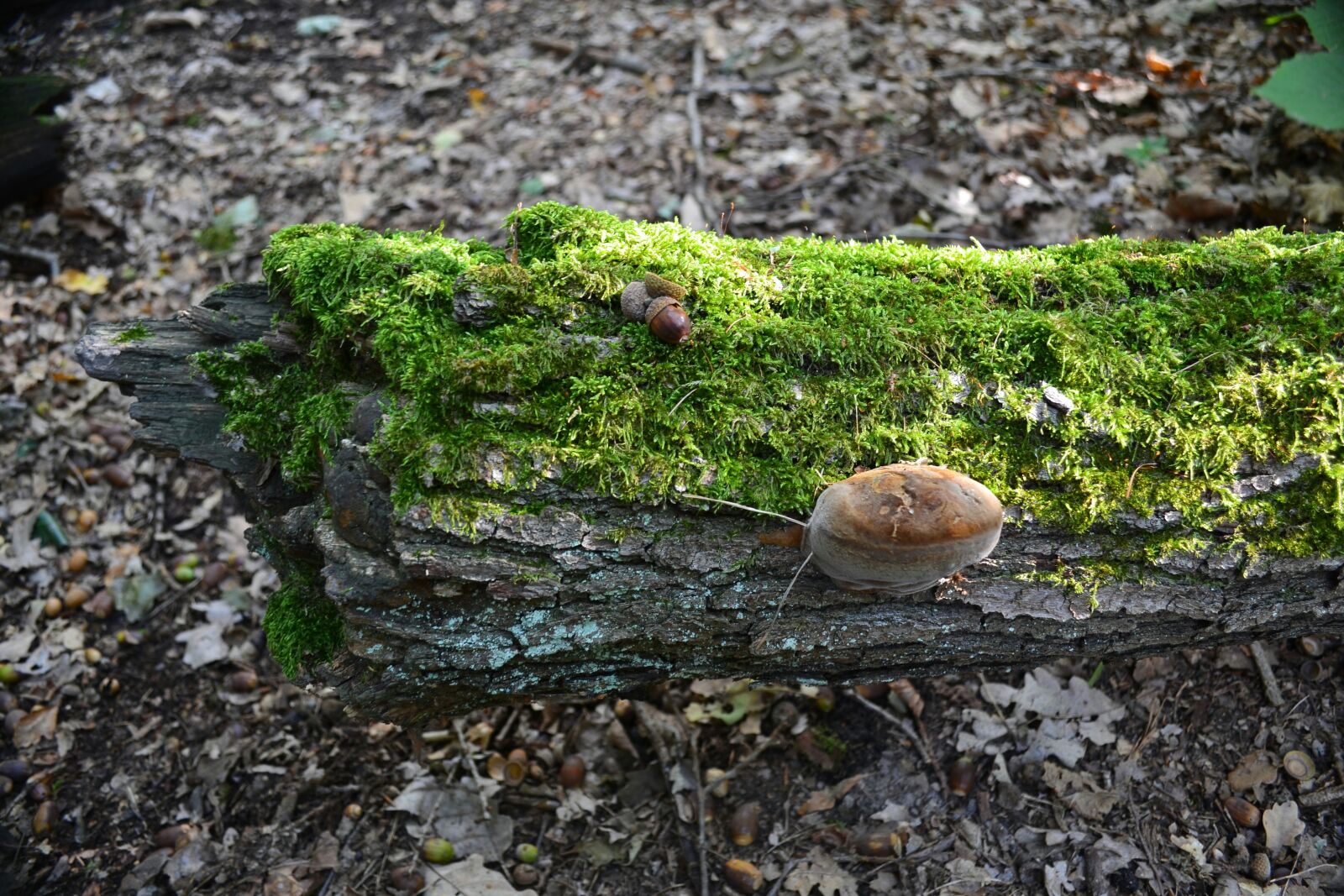 Nikon D3100 sample photo. Moss, autumn, forest photography