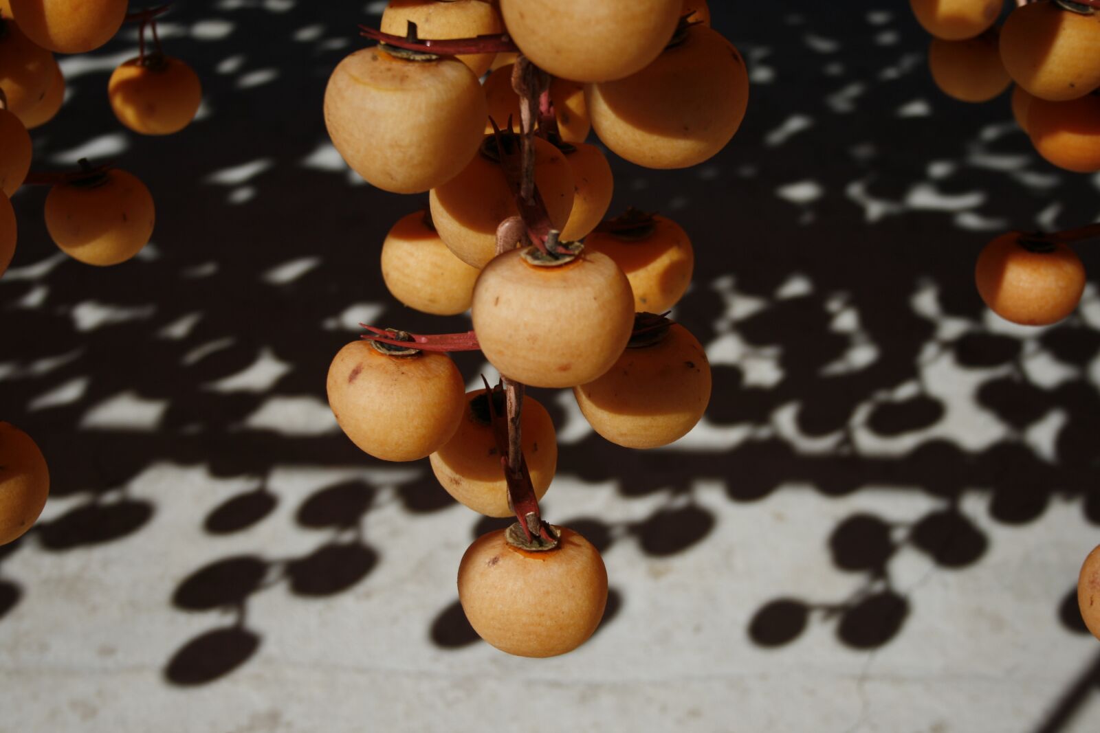 Canon EOS 400D (EOS Digital Rebel XTi / EOS Kiss Digital X) sample photo. Persimmon, dried persimmon, fruit photography