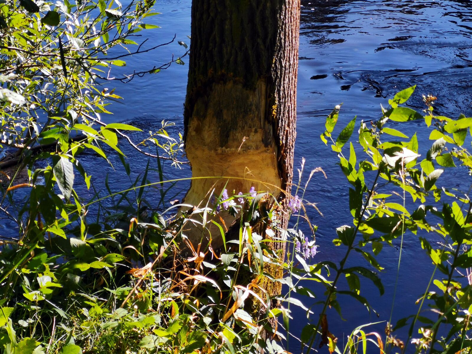 HUAWEI LYA-L29 sample photo. Log, river, beaver photography