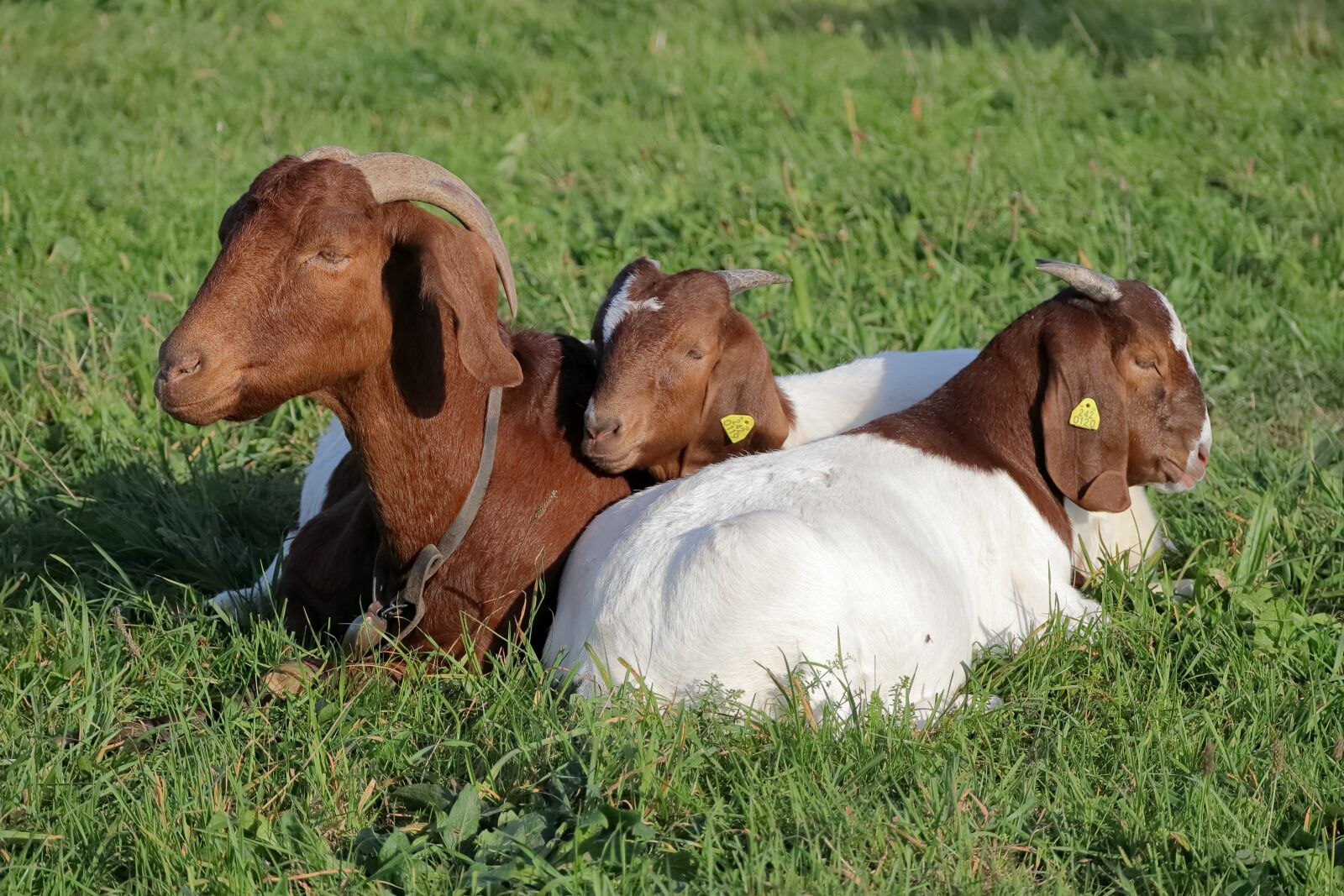 Canon EF-M 55-200mm F4.5-6.3 IS STM sample photo. Family, goats, boer goats photography