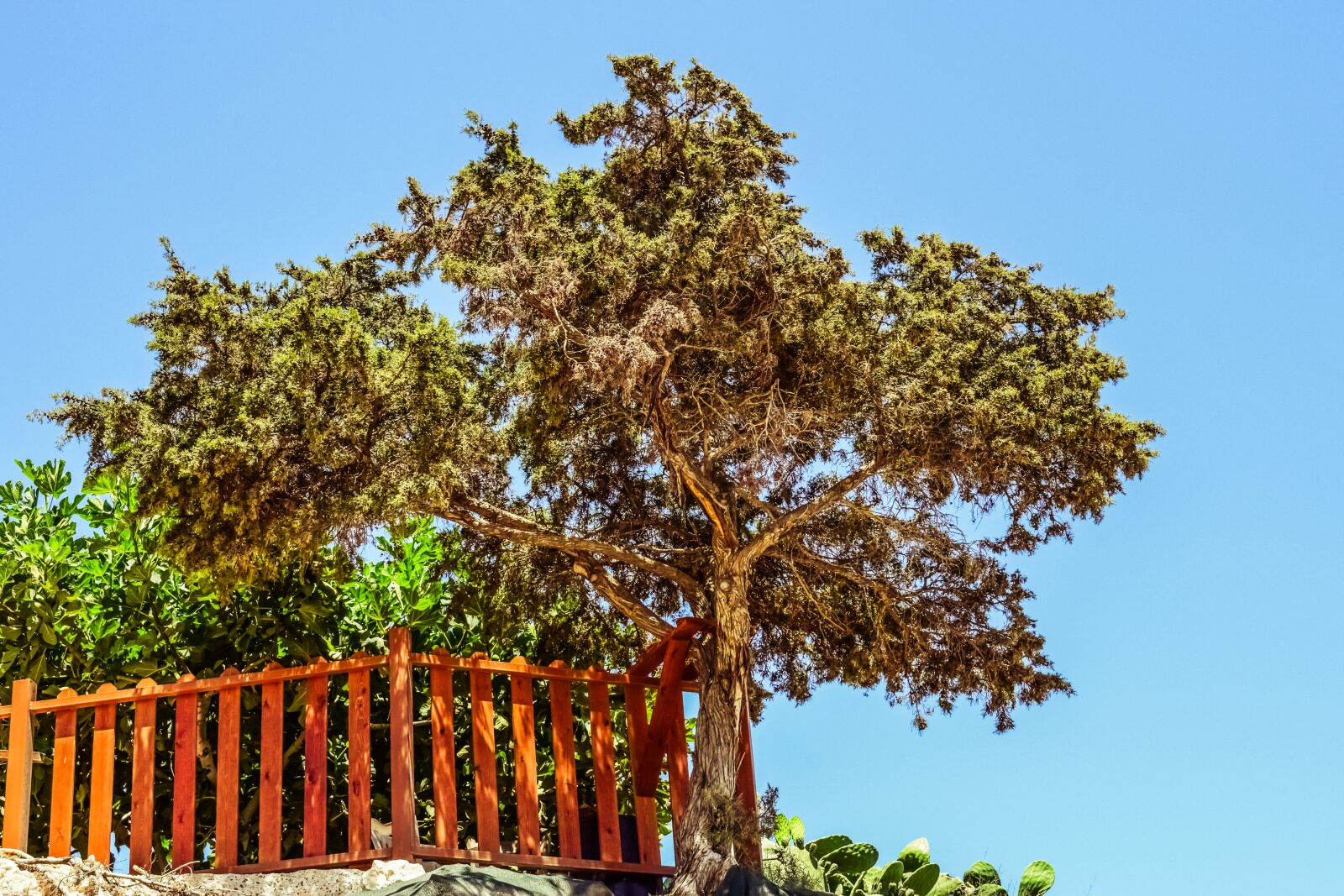 Nikon D3300 sample photo. Juniper, tree, cliff photography