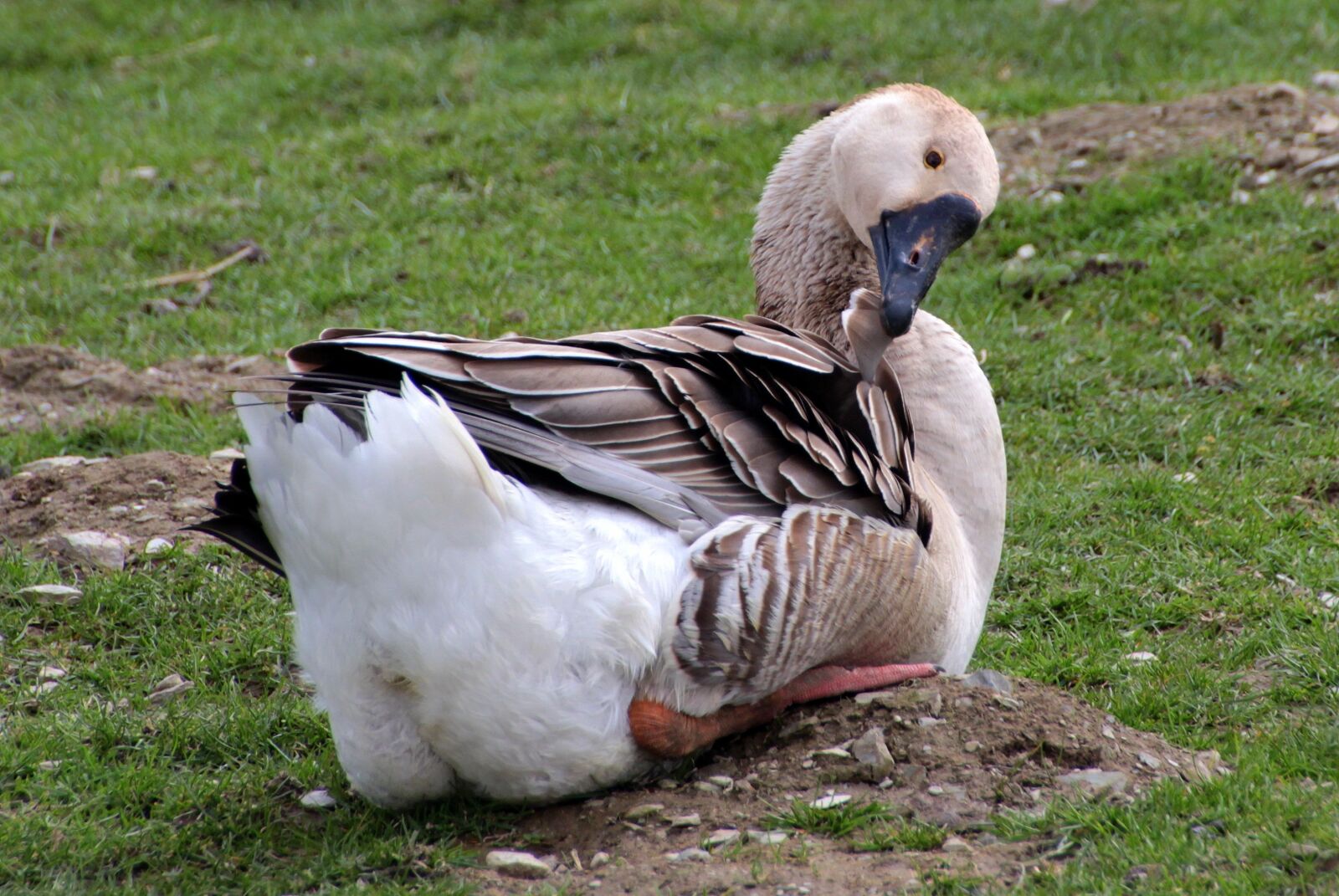 Canon EOS 650D (EOS Rebel T4i / EOS Kiss X6i) sample photo. Goose, h cker goose photography