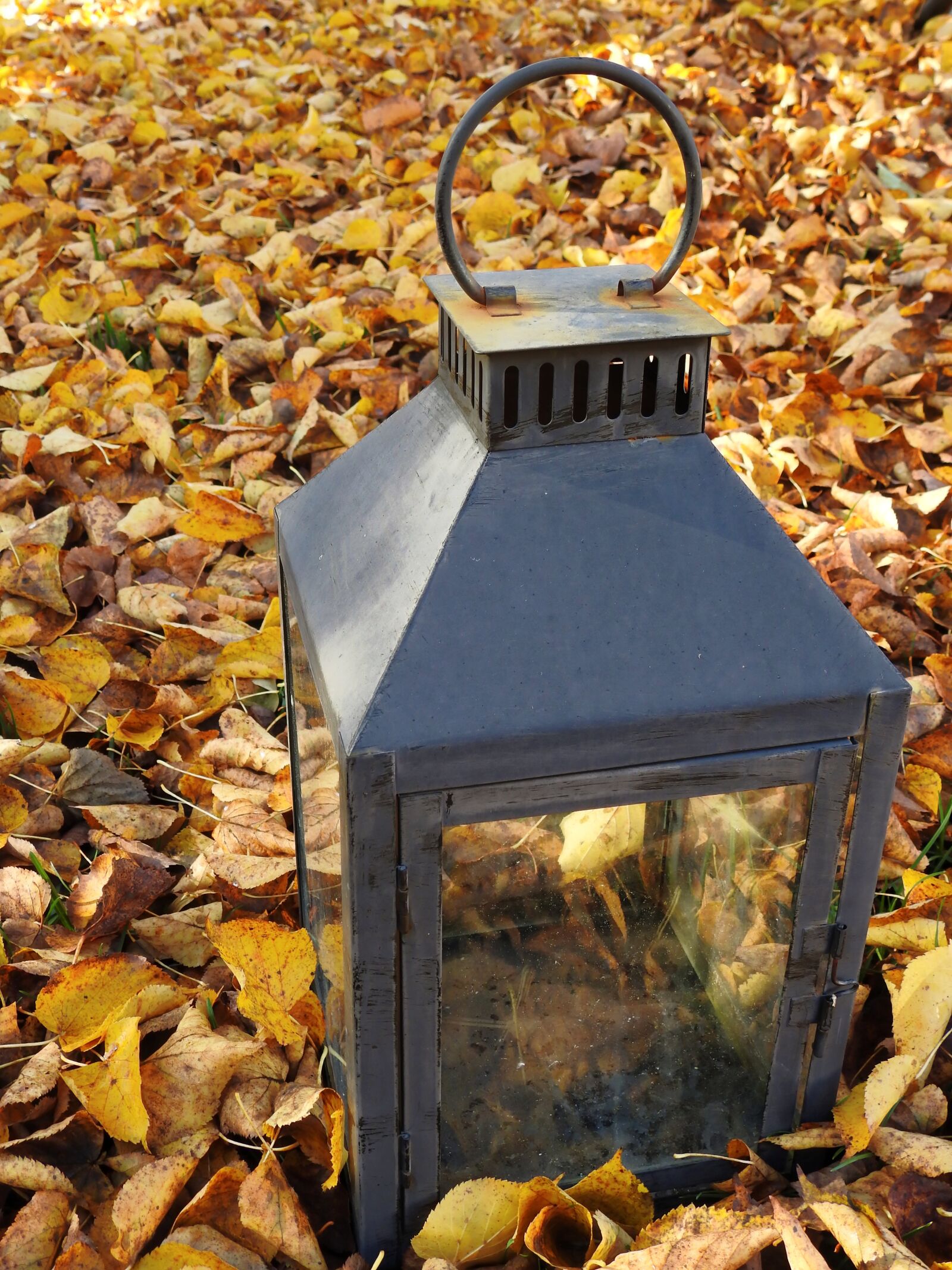 Nikon Coolpix P900 sample photo. Autumn, leaves, wet photography