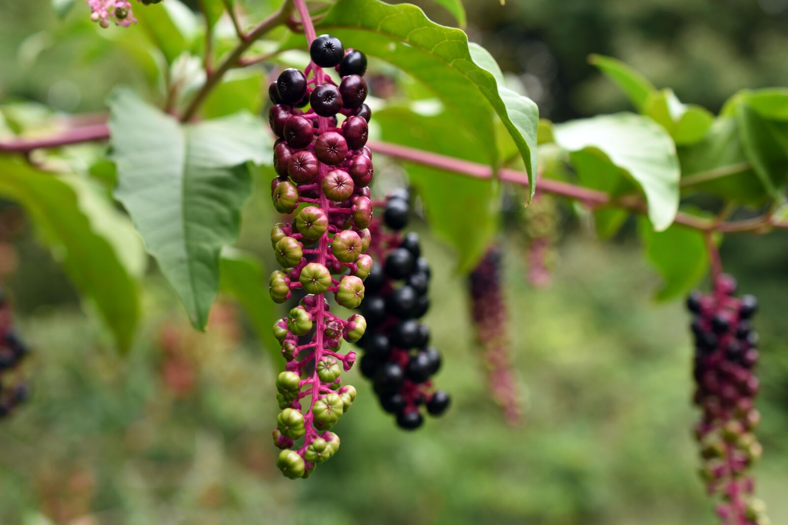 Nikon D7200 sample photo. Plant, nature, tree photography