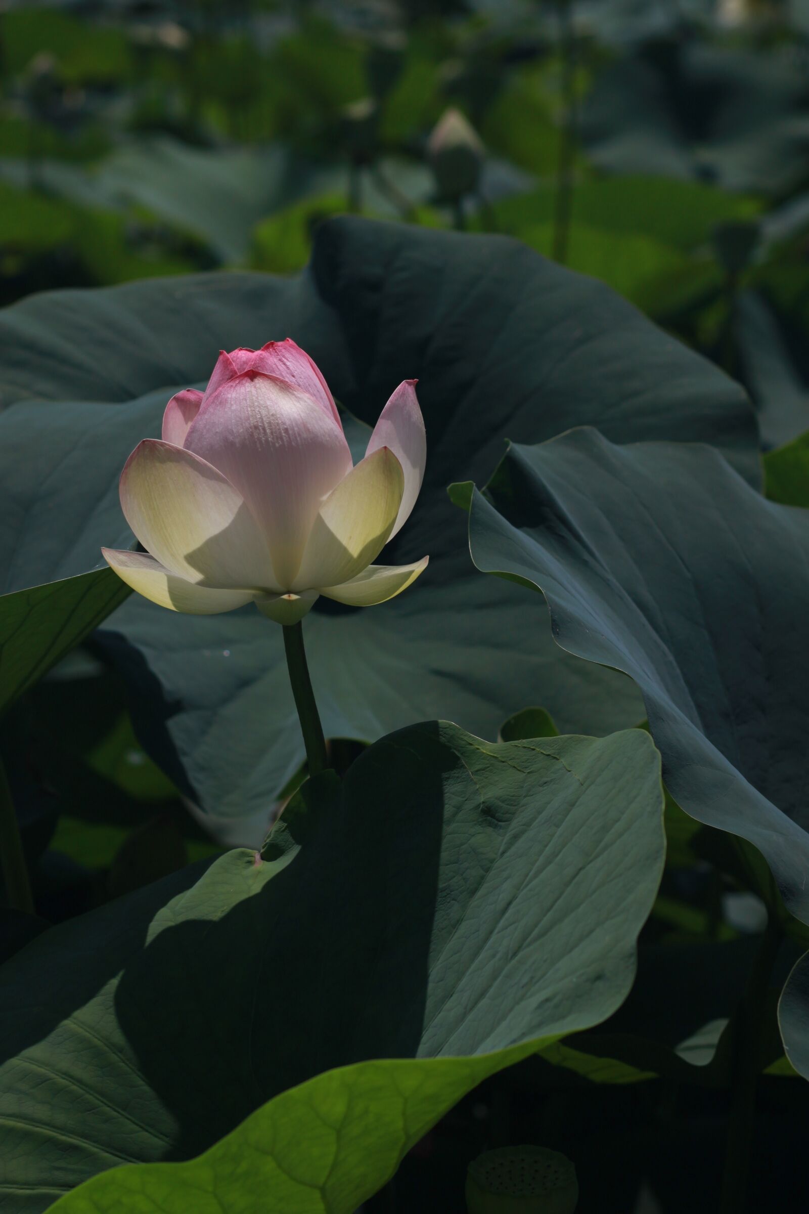 Canon EOS 500D (EOS Rebel T1i / EOS Kiss X3) sample photo. Kite, lotus, peaks photography