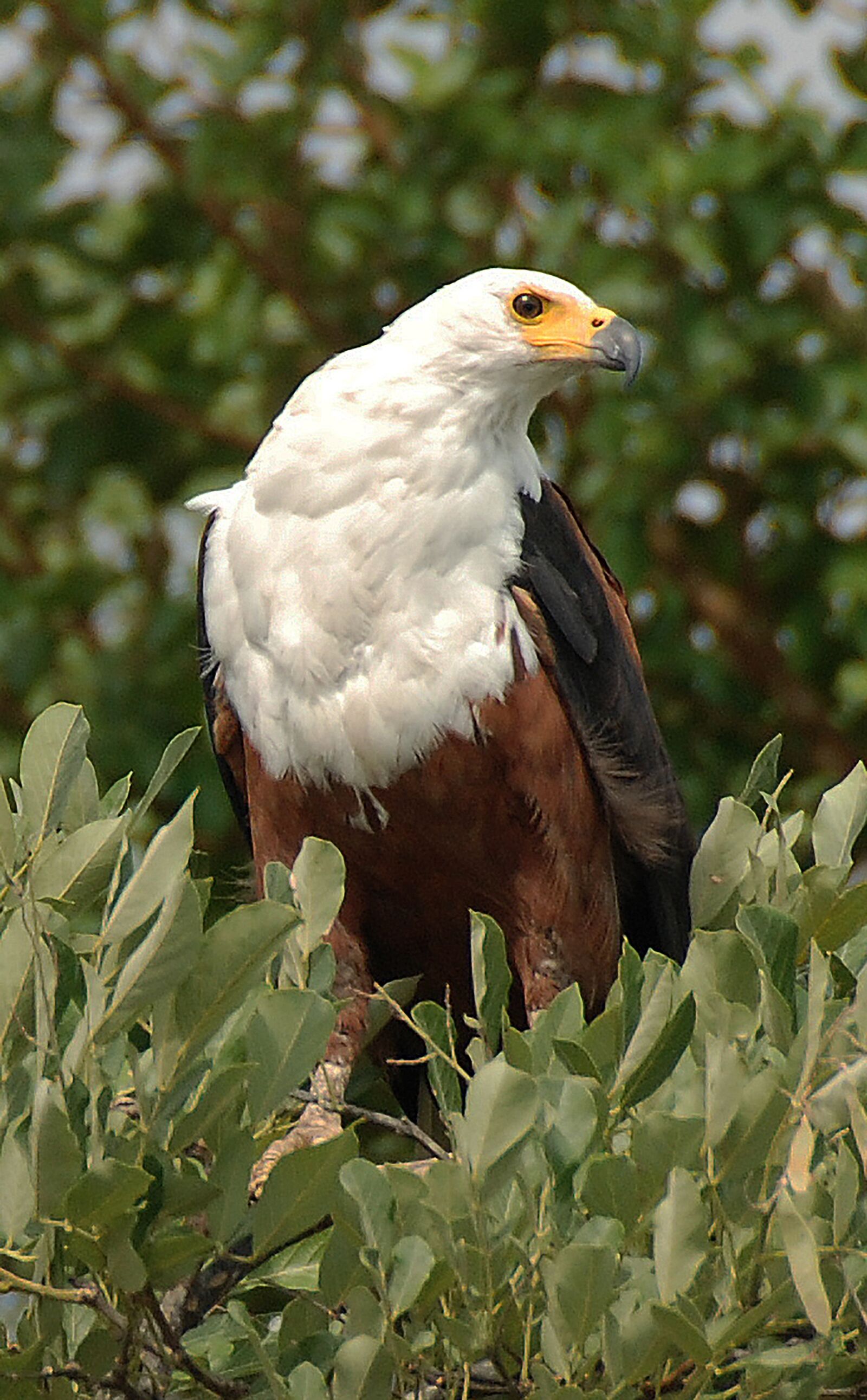 Nikon D80 sample photo. Bird, nature, animal photography