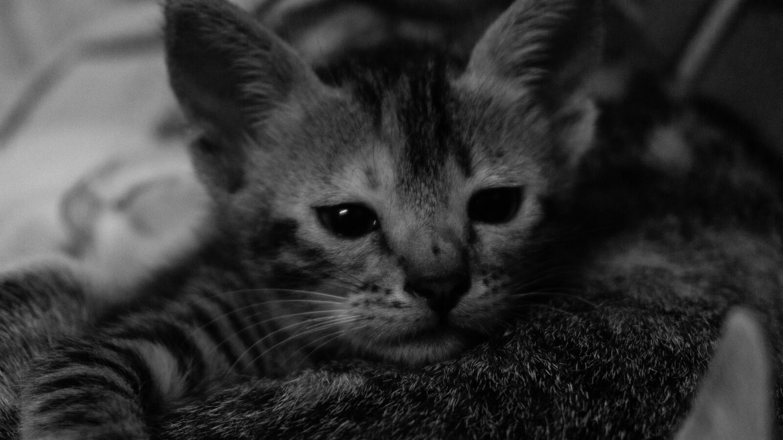 Sony a6000 sample photo. Kitten, cat, small photography