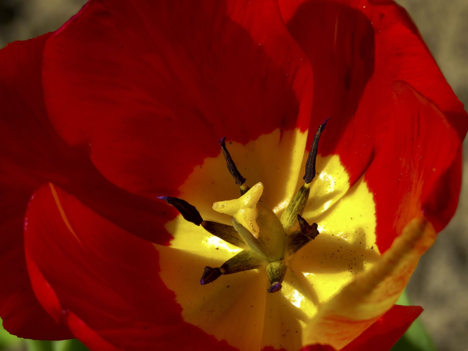 Canon PowerShot SX60 HS sample photo. Macro, tulip, pistil photography