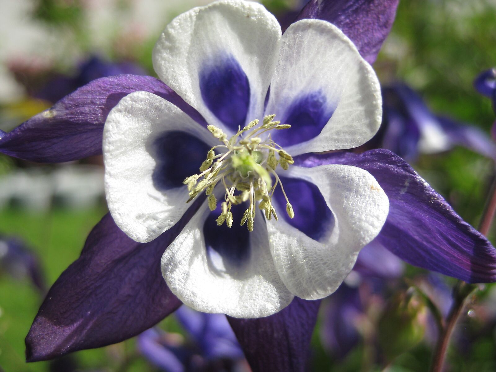 Canon PowerShot SD1100 IS (Digital IXUS 80 IS / IXY Digital 20 IS) sample photo. Columbine, blossom, bloom photography