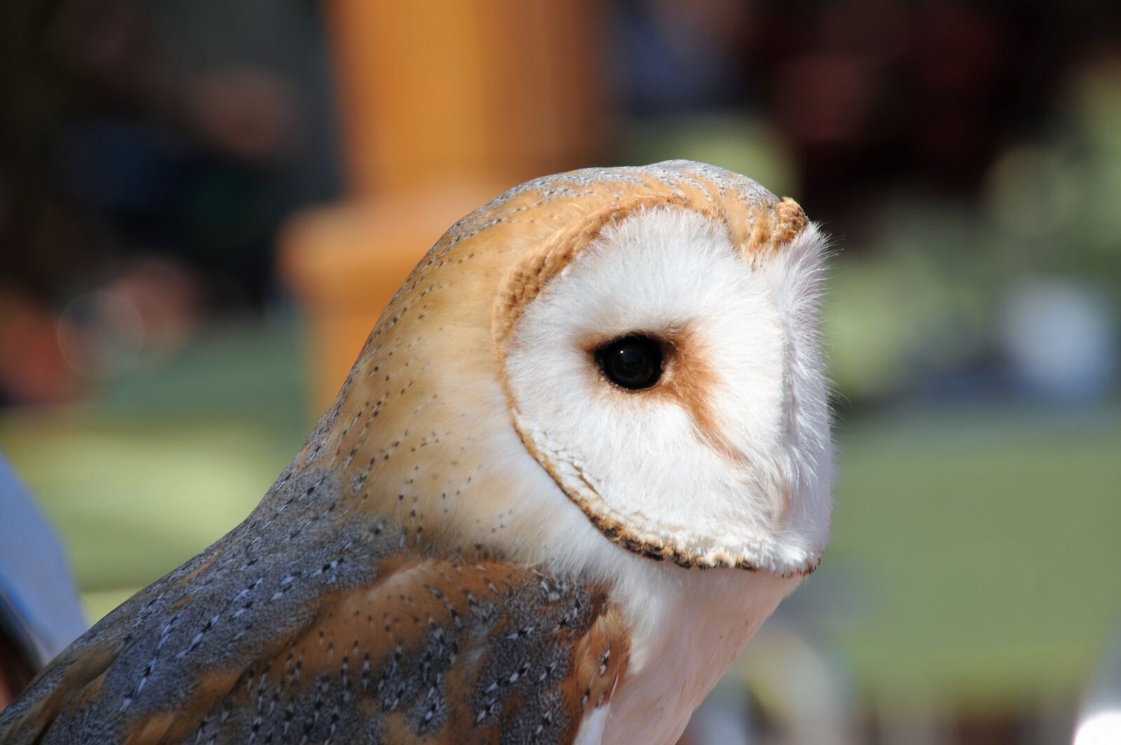 Nikon D300 sample photo. Owl, raptor, bird photography