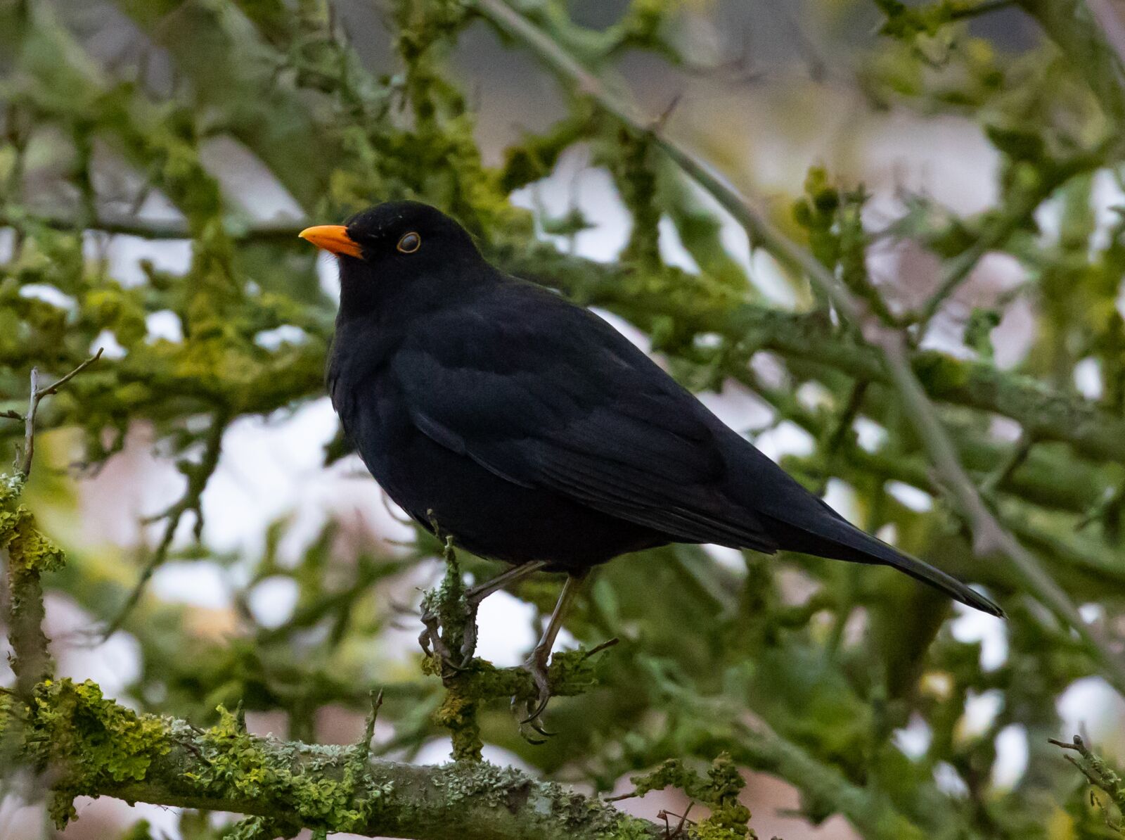 Canon EOS 7D Mark II sample photo. Blackbird, blackbird in a photography
