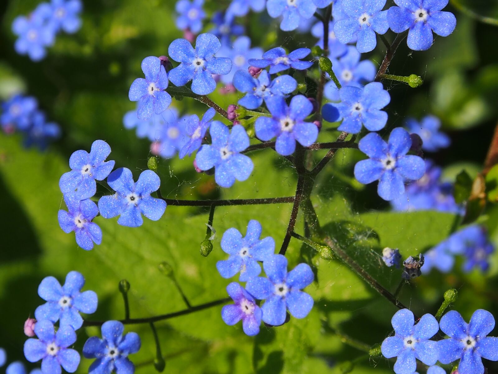 Olympus OM-D E-M5 sample photo. Blue, spring, forget me photography