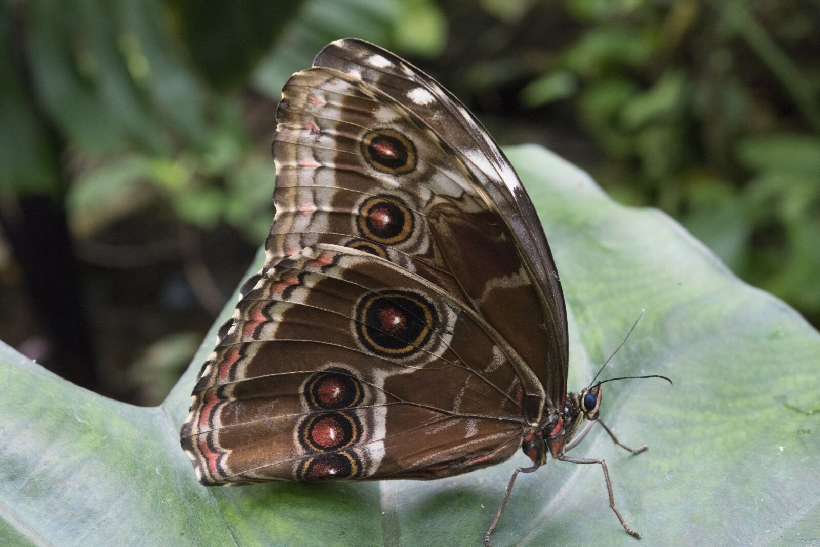 Nikon D800 sample photo. Butterfly, nature, fauna photography