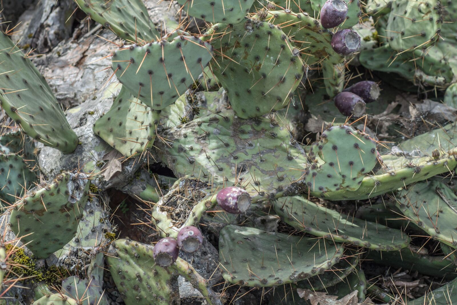 Nikon D5200 sample photo. Cactus, desert, sharp, nature photography