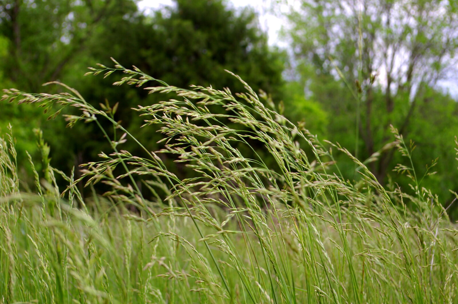 Pentax *ist DL sample photo. Grass, green, wind photography