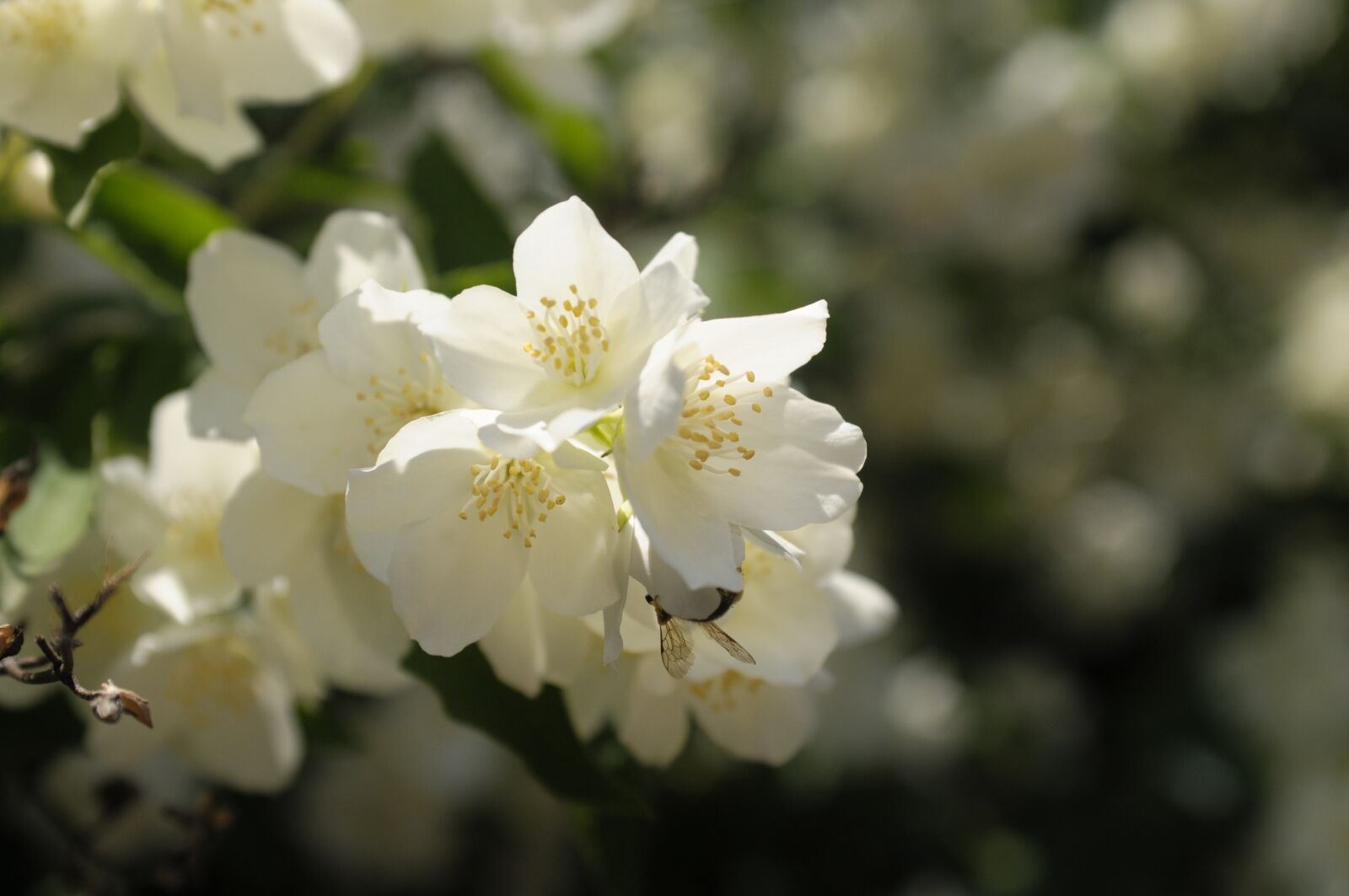Nikon D300 sample photo. Flower, white, meadow photography